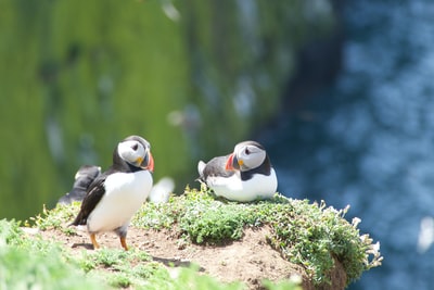 Pictures of two puffin penguins
